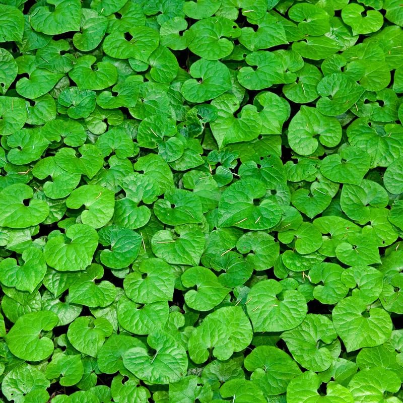 Wild Ginger Plant in Small Pot, Easy Care Wild Ginger, Hardy Perennial, Full Shade Loving Groundcover for Gardens - Image 4