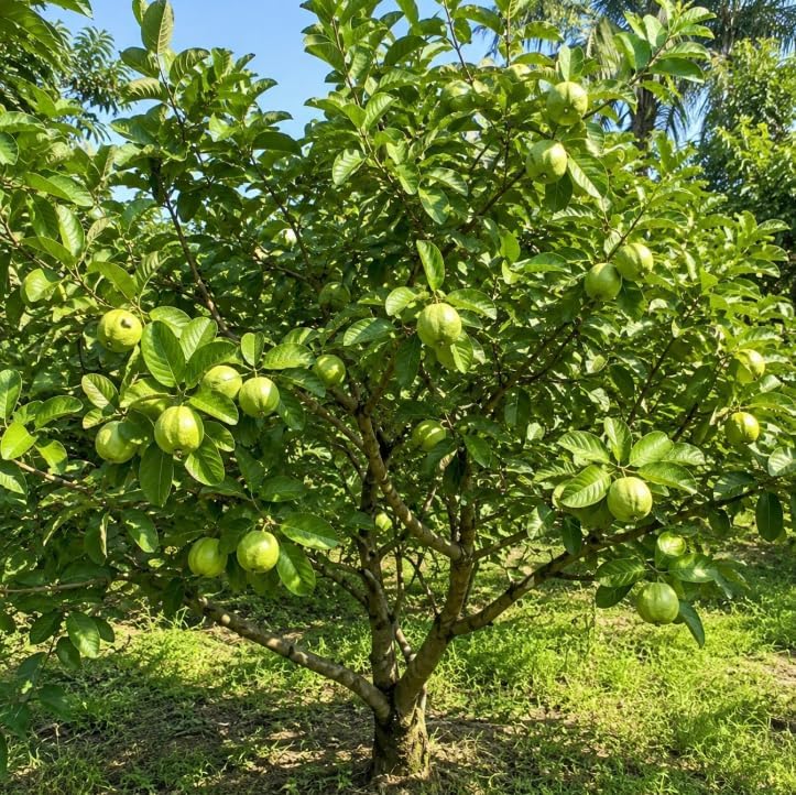 White Guava Tree Live Plant 4-6 Inch Tall, Sweet Guava Plant, Tropical Fruit Tree with Fragrant White Flowers for Outdoor Garden in 4 Inch Pot - Image 7
