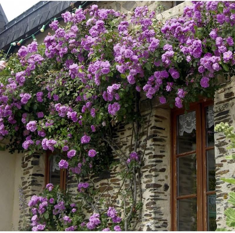 Light Purple Climbing Roses Live Plants, Fragrant Starter 5-9" Tall - Image 6