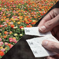 Park Seed Effortless Collection Seed Tape – Giant Cactus Zinnia Mix, 15 Ft by ParkSeed