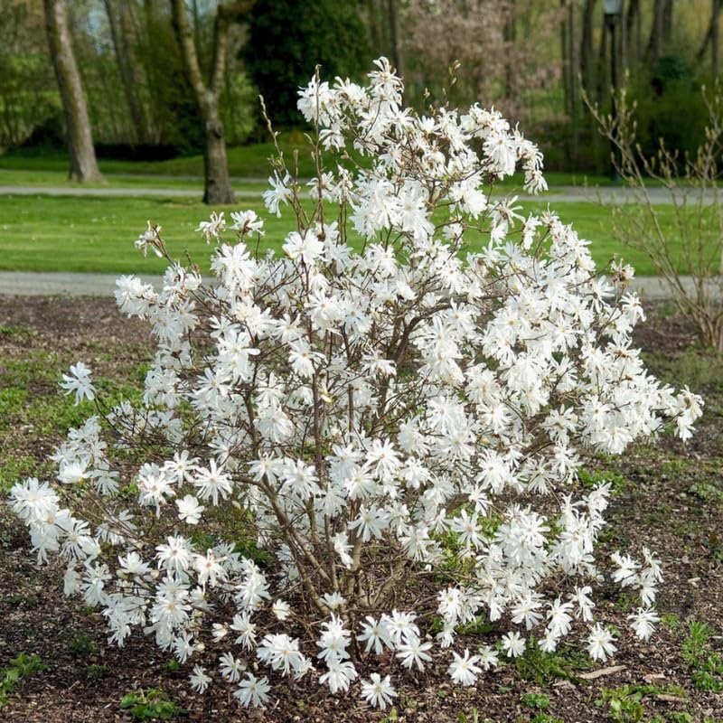 Star Magnolia Live Plant, Flower Tree, 6-12 Inch Tall, 2.5 Inch Pot - Image 4