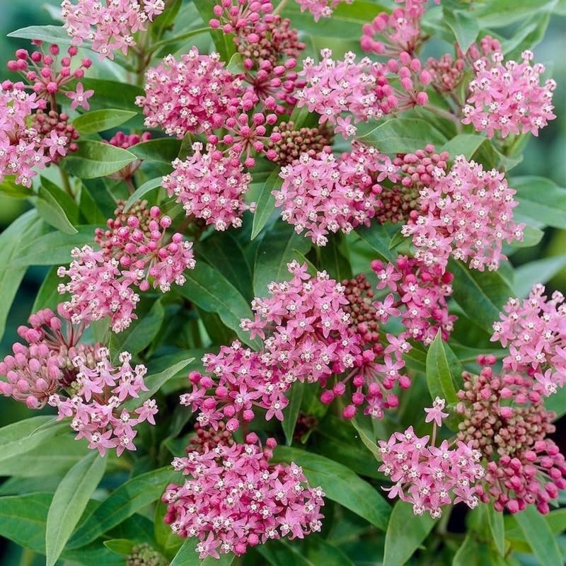2 Pink Milkweed Live Plants, Flower Plant, 4-7 Inch Tall - Image 2