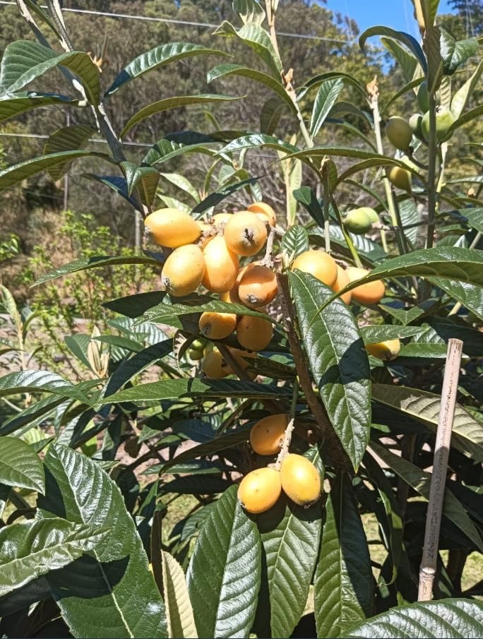 Yellow Loquat Plant 5-12 Inch Tall 4 Inch Pot, Sweet Loquat Fruit Tree Golden Plum Tree Ornamental Trees, No Ship CA - Image 4