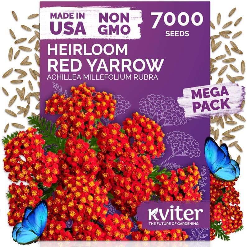7,000 Red Yarrow Heirloom Flower Seeds, Achillea Millefolium Rubra by KVITER