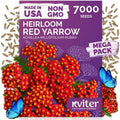 7,000 Red Yarrow Heirloom Flower Seeds, Achillea Millefolium Rubra by KVITER