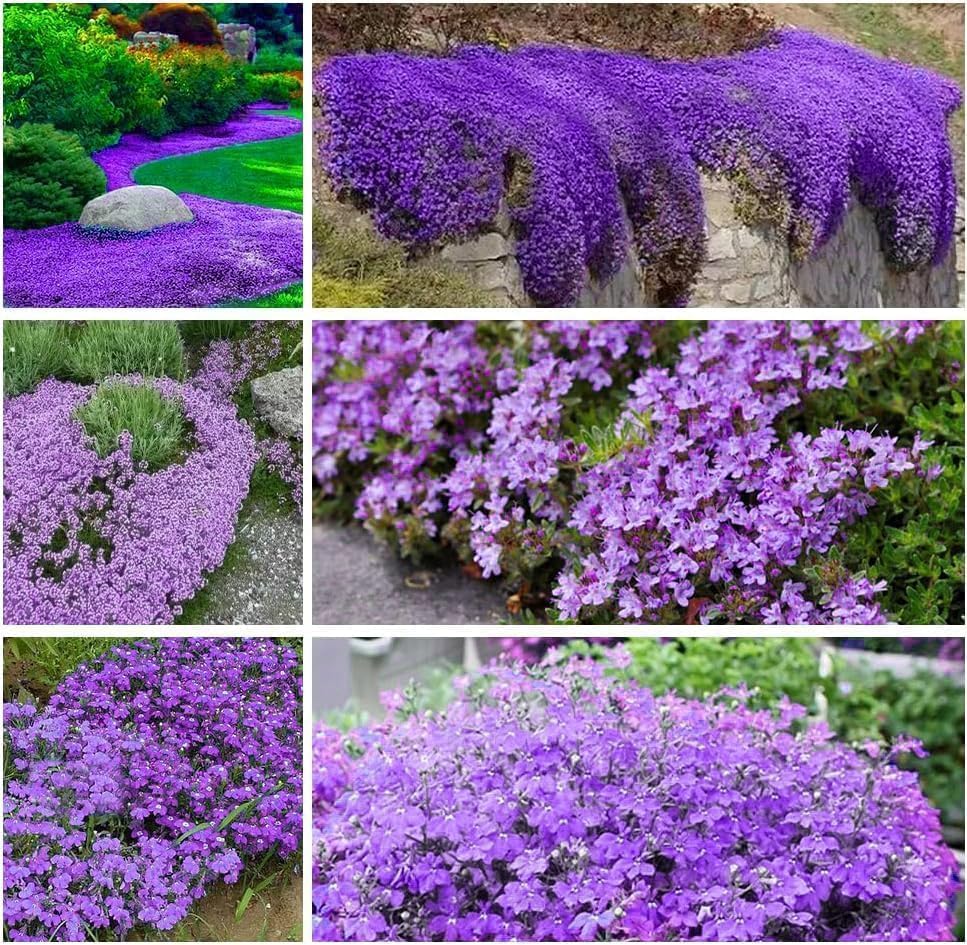 16,000 Creeping Thyme Seeds - Non-GMO Heirloom, Easy Growing Drought Tolerant Low Maintenance, Perennial Aromatic Ground Cover for Garden & Landscaping Outdoor Planting by BuggyBeds