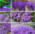 16,000 Creeping Thyme Seeds - Non-GMO Heirloom, Easy Growing Drought Tolerant Low Maintenance, Perennial Aromatic Ground Cover for Garden & Landscaping Outdoor Planting by BuggyBeds