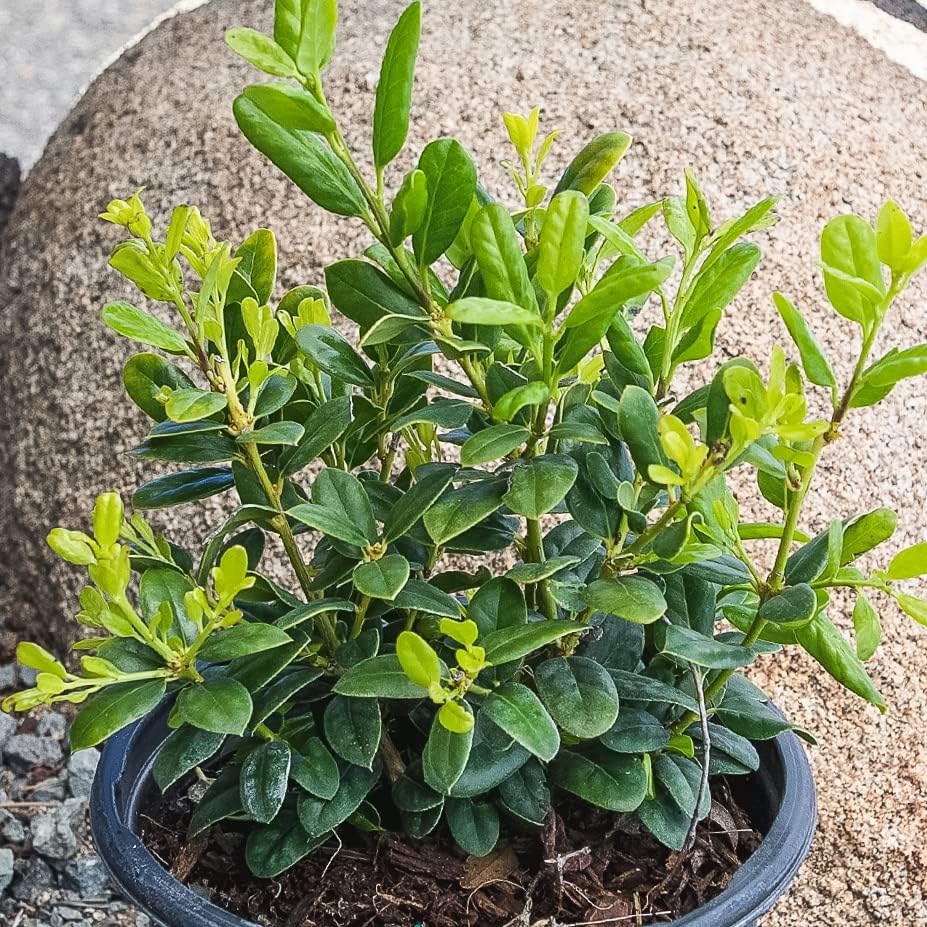 Burford Shrub (1G), Flowering Shrubs Privacy Trees for Planting, Live Plants in Planters for Outdoor Plants, Ilex Plant Live Plant Outdoor Garden Decor, Potted Plants Live Tree by Plants for Pets - Image 4