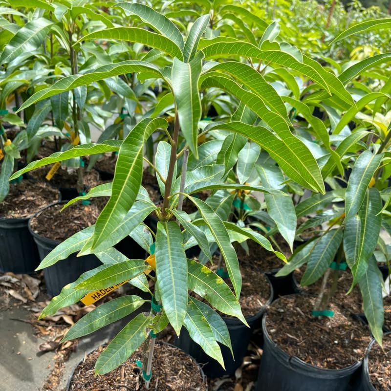 Red Yellow Mango Tree Live Plant, Tropical Fruit, 3 Gallon Pot - Image 6