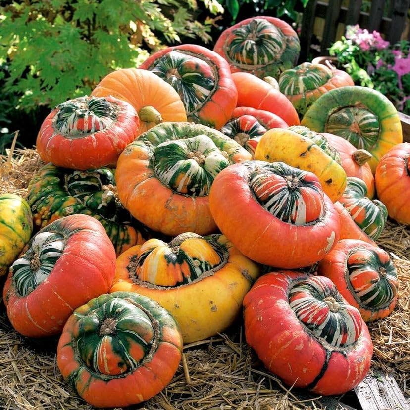 Turk's Turban Pumpkin Seeds - 20+ Count - For 2026 Planting USA Garden Vegetable Winter Squash Gourd Fall Bush Summer Non-GMO Heirloom Grow Your Own Home Farm Patio Healthy Sustainable by TomorrowSeeds