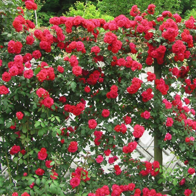 Don Juan Live Rose Plant, Hardy Reblooming Rose Bush, 5-9 Inch Tall - Image 2