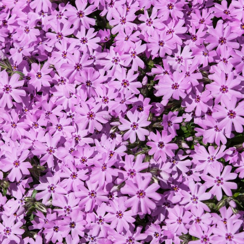 2 Pink Creeping Phlox Live Plants, Perennial Flowers, 4" Pot by TANKDA