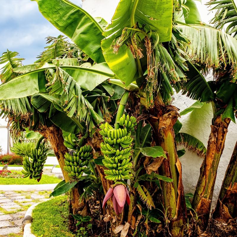 Dwarf Banana Tree, Musa Double Mahoi Banana Plant Live, 1 Starter Plant - Image 6