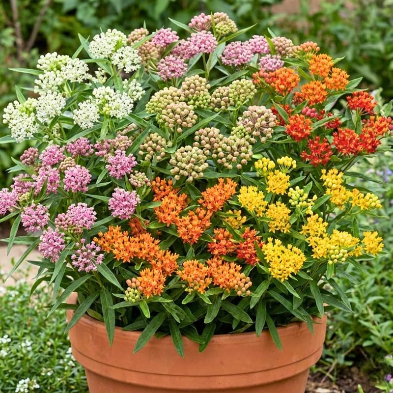 2 Random Milkweed Plants Live for Spring Planting, Butterfly Mikweed 4-8" in Tall, Asclepias Tuberosa Plants Bush for Perennial Flowers Outdoor Growing - Image 6