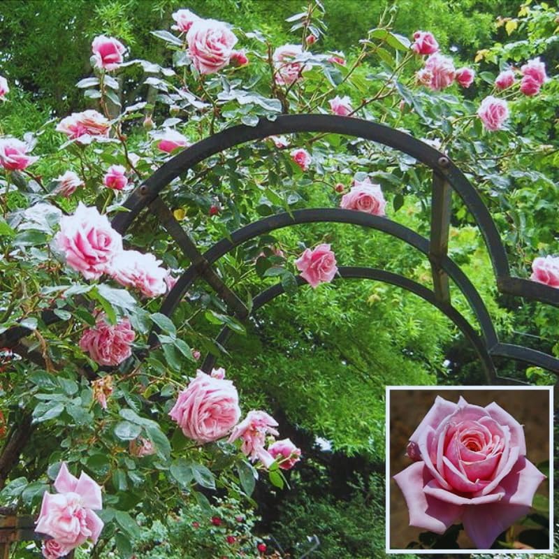 Climbing Live Rose Plant, Reblooming Rose Bush - Image 5