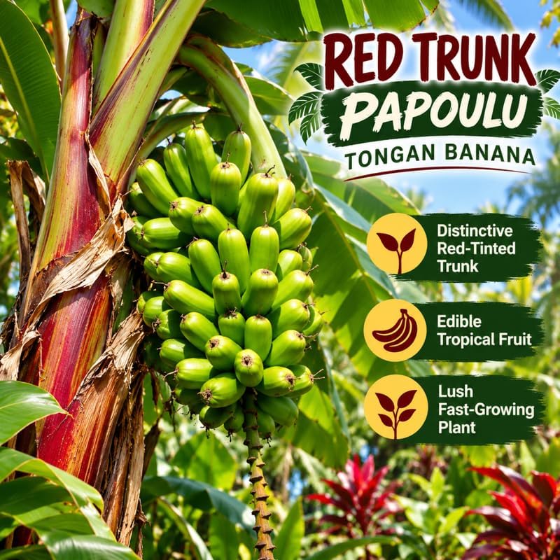 Dwarf Banana Tree, Red Trunk Papoulu Banana Plant Live, 1 Starter Plant - Image 4