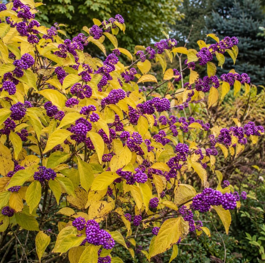 American Beautyberry Live Plant, Callicarpa Beauty Berry Bush, Vibrant Purple Berries Shrub, Well-Rooted Starter Plant 8-12 Inches Tall in 4 Inch Pot - Image 5