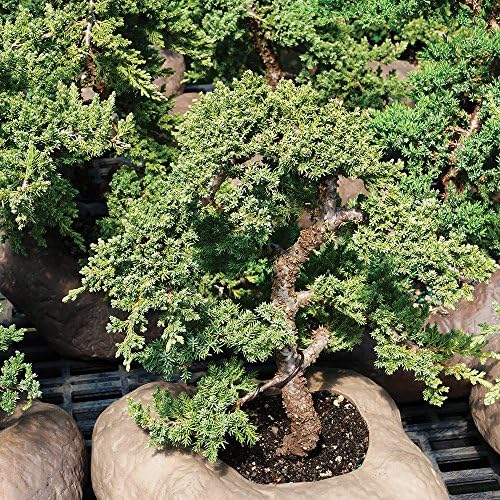 Brussel's Bonsai - Large Juniper Live Bonsai Tree, Potted Outdoor Plant - Image 3