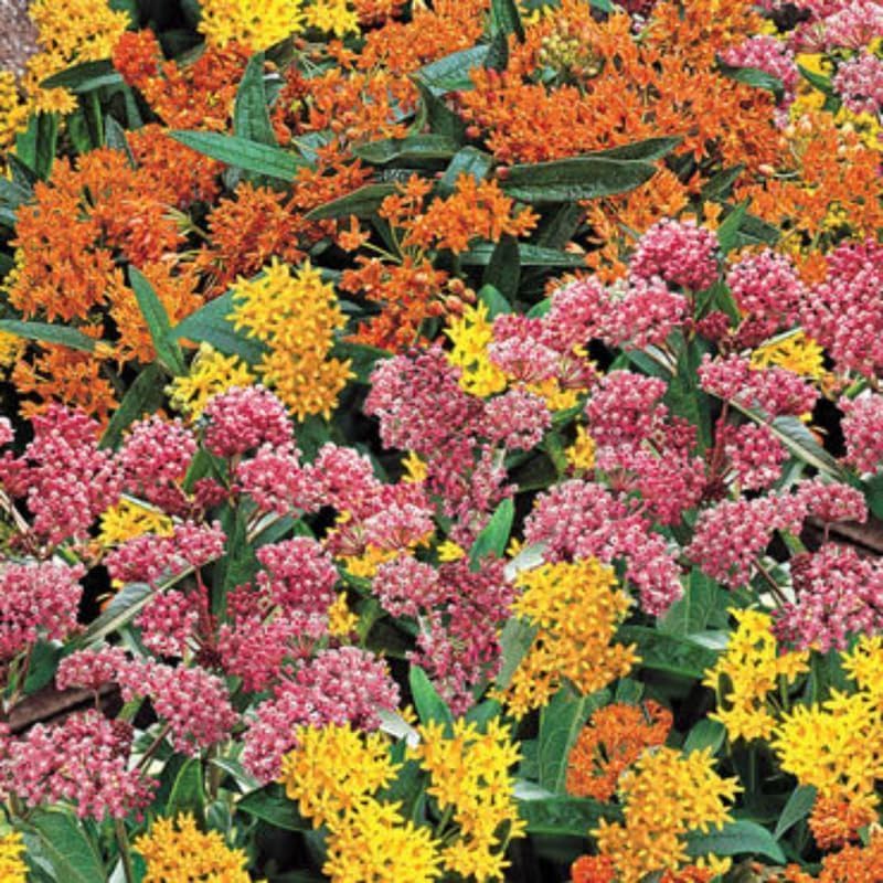 4 Mixed Milkweed Asclepias Live Plants, Flower Plant, 4-9 Inch Tall - Image 6