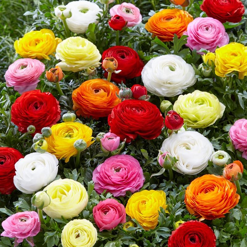 Eden Brothers Ranunculus Bulbs - Mix by EdenBrothers