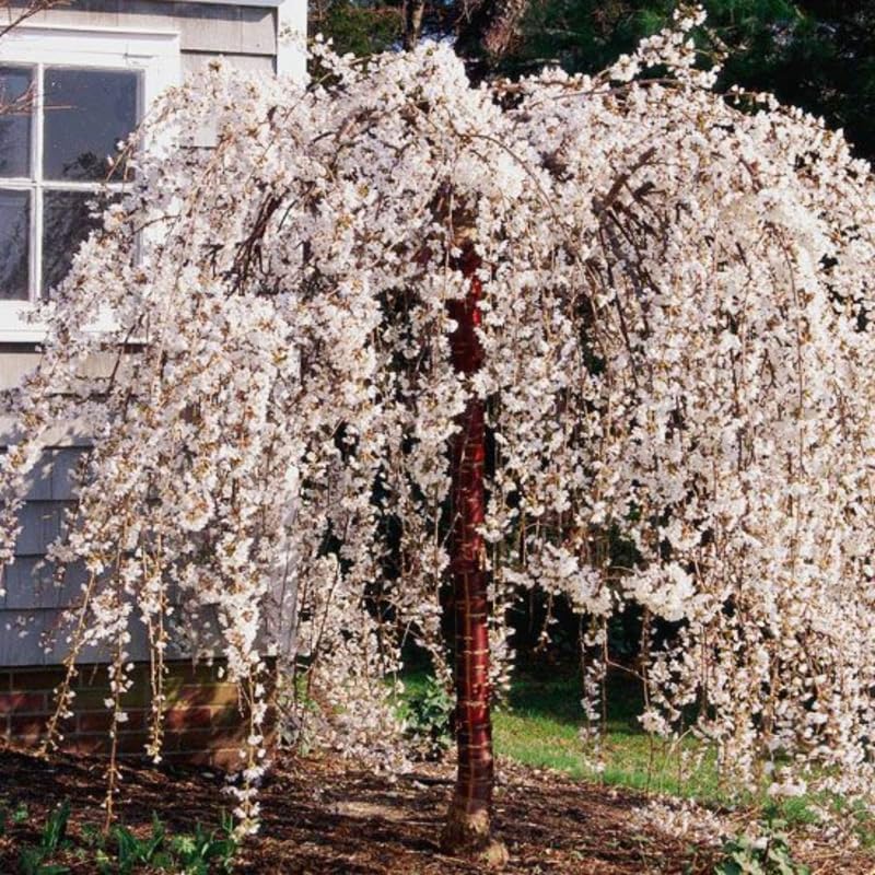 Weeping Cherry Blossom Tree Live Plant, 6-12 Inch Tall, 2.5 Inch Pot - Image 4