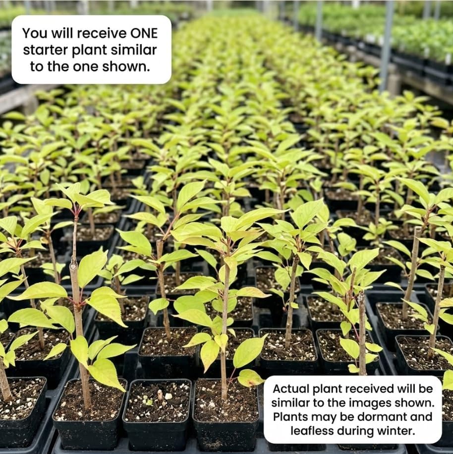 Weeping Cherry Trees Live Plant Cherry Blossom Tree, Ornamental Tree White Spring Blooms, Deciduous Small Plant 6-12" Tall in Small Pot - Image 2