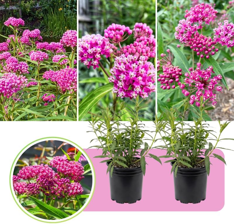 2 Pink Lemonade Blueberry Plants Live, Berry Tree Seedling, 5-7 Inch Tall - Image 7