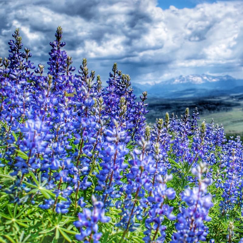 Wild Lupine Live Plant, 6-8" Tall in 6" Pot, Grow Robust, Easy to Care Vibrant Blue Flowers for Pollinator Gardens - Image 4