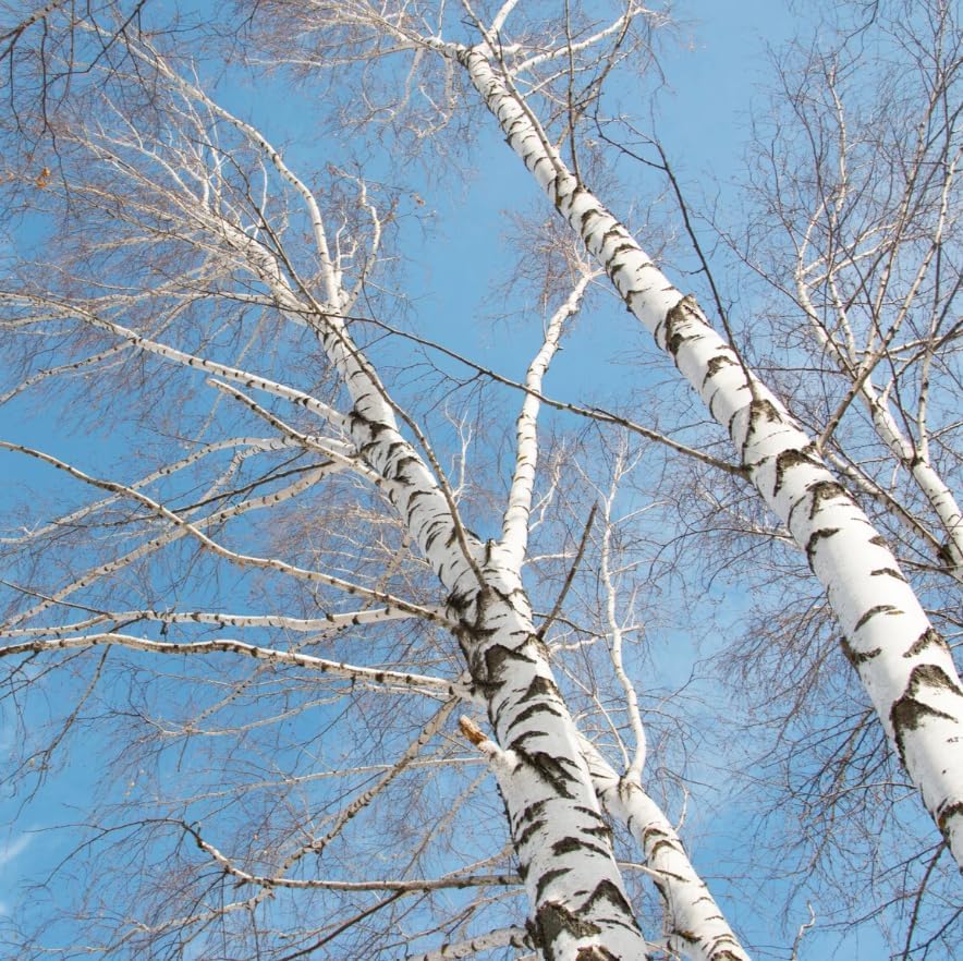River Birch Tree Live Plant Multi-Stem Clump Qt Pot, Water Birch Plant, Fast Growing Ornamental Shade Tree, White Bark Landscape Tree - Image 4
