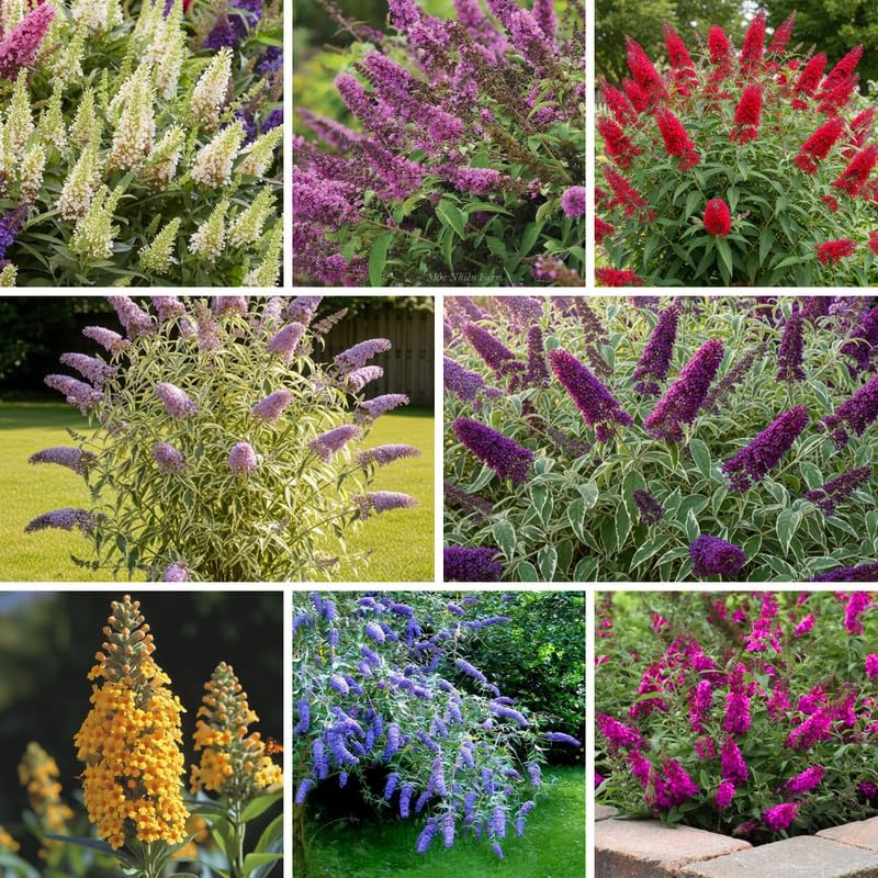 Random Butterfly Bush Live Plant, 5-10 Inch Tall - Image 4