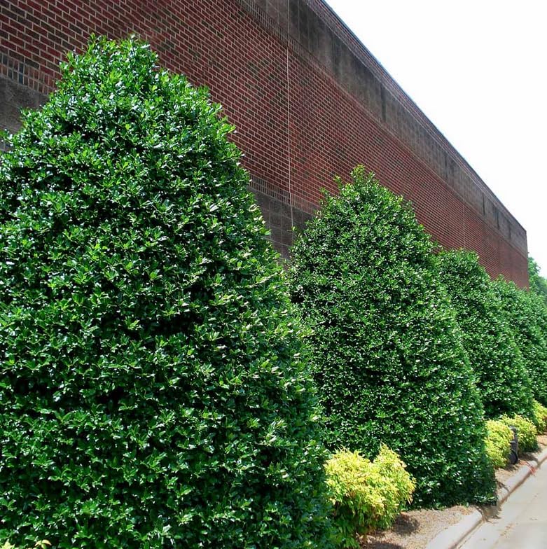 Nellie R. Stevens Holly Shrub - 6-12" Tall Live Plant - 3" Pot - Image 4