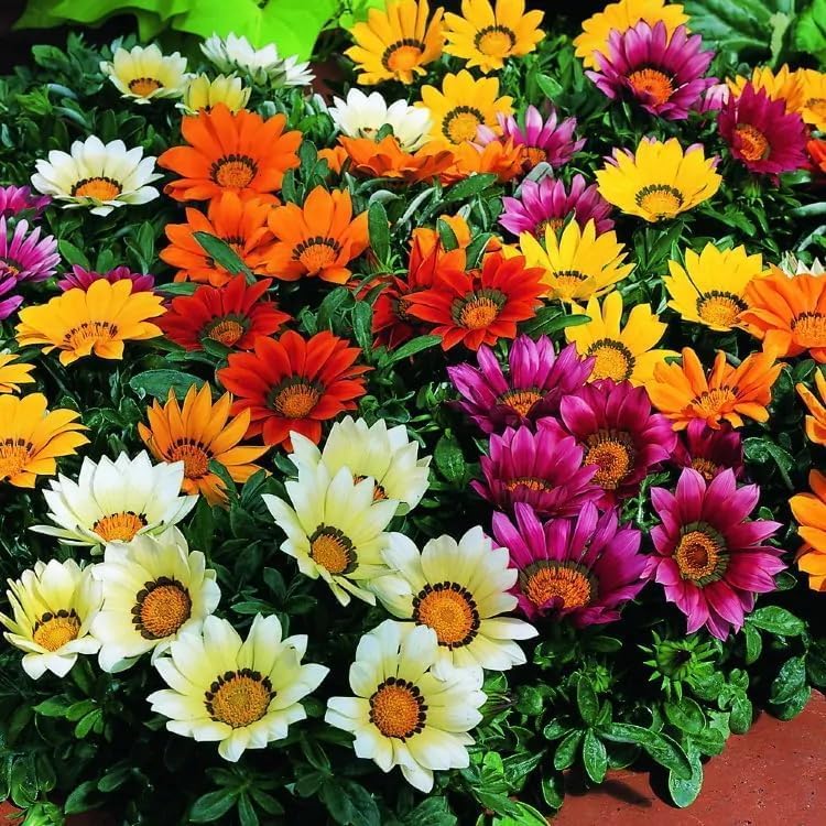 99pcs Gazania & Tithonia Mexican Sunflower Seeds– Perennial Ground Cover Plants, Heat & Drought Tolerant, Easy to Grow, Colorful Blooms for Garden, Butterfly & Pollinator Friendly - Image 3