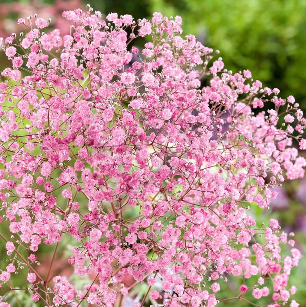 Votaniki Gypsophila Paniculata Rose Bare Roots — Long Blooming Perennial Baby’s Breath Plant for Summer & Fall Blooms | Easy-to-Grow (3 Pack) by Votaniki