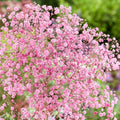 Votaniki Gypsophila Paniculata Rose Bare Roots — Long Blooming Perennial Baby’s Breath Plant for Summer & Fall Blooms | Easy-to-Grow (5 Pack) by Votaniki