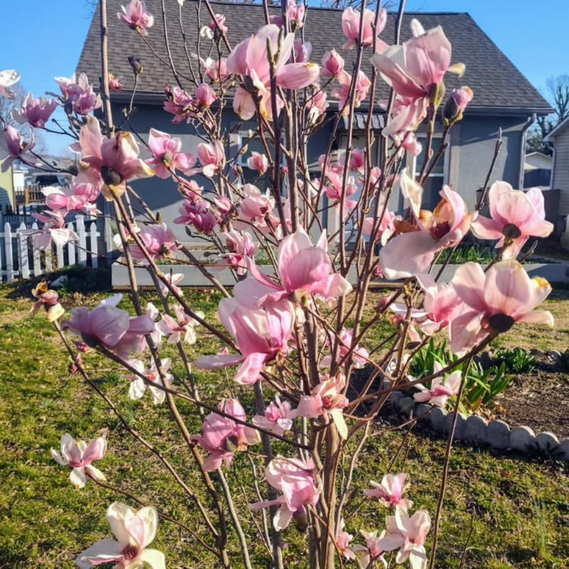 Saucer Magnolia Flower Tree, Hardy Ornamental Flowering Plant, Gallon Pot - Image 7