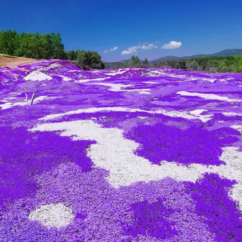 16,000 Creeping Thyme Seeds - Non-GMO Heirloom, Easy Growing Drought Tolerant Low Maintenance, Perennial Aromatic Ground Cover for Garden & Landscaping Outdoor Planting - Image 2