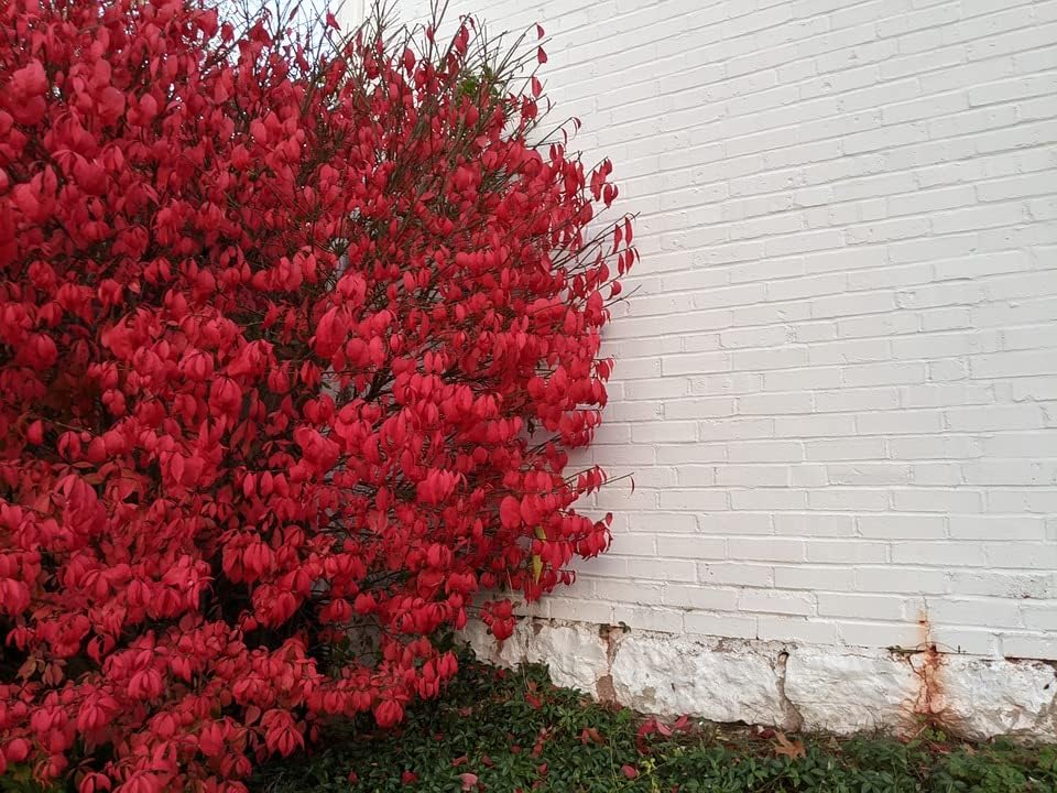 Greenwood Nursery: Live Shrub Plants - Dwarf Burning Bush + Euonymus Alatus - [Qty: 2X 3.5 Pots] - (Click for Other Available Plants/Quantities) by GreenwoodNursery
