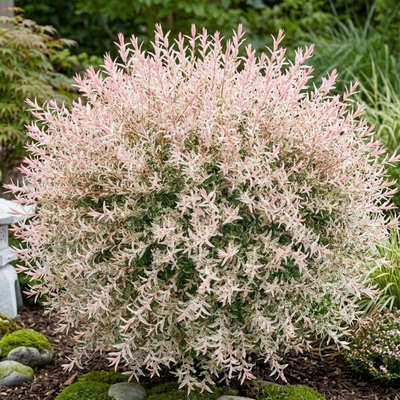 1 Tri Colored Dappled Willow Shrub Plant Live, 6-10" Tall in 4" Pot, Hakuro Nishiki, Fast Growing, Variegated Foliage Shrub for Hedges, Borders & Outdoor Landscaping - Image 4