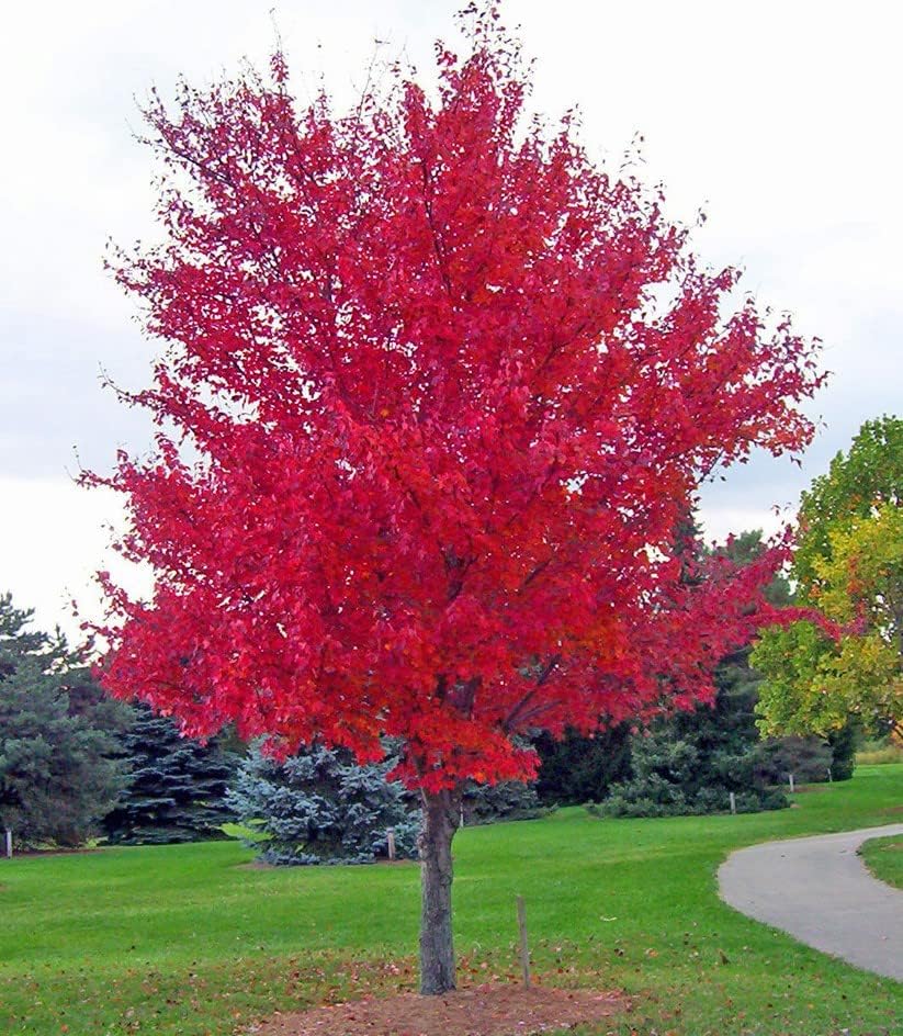Two Pack of American Red Maple Trees - 2 Live Plants Shipped 2-3 Feet Tall by DAS Farms - Image 5