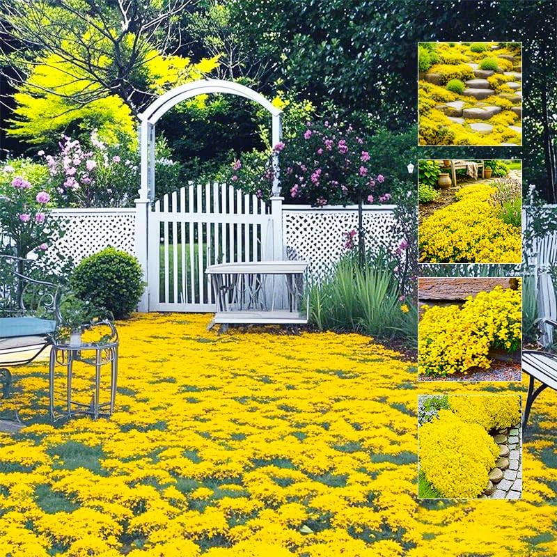 21600+ Creeping Thyme Seeds for Planting Outdoor - Perennial Ground Cover Plant, Low Maintenance by Unknown