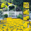 21600+ Creeping Thyme Seeds for Planting Outdoor - Perennial Ground Cover Plant, Low Maintenance by Unknown