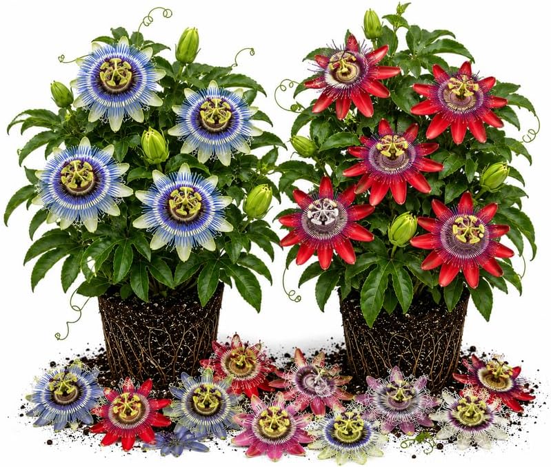 2 Mixed Passiflora Plants, Colorful Passion Flower Vines, 4-7'' Tall by UIOTER