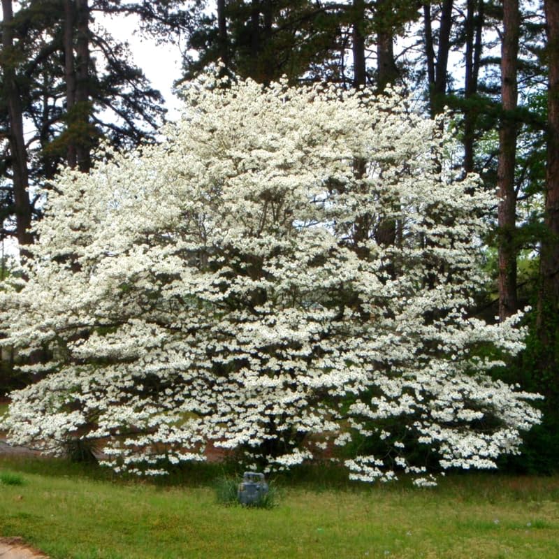 White Kousa Dogwood Tree Live Plant, Ornamental Tree, 6-12 Inch Tall - Image 5