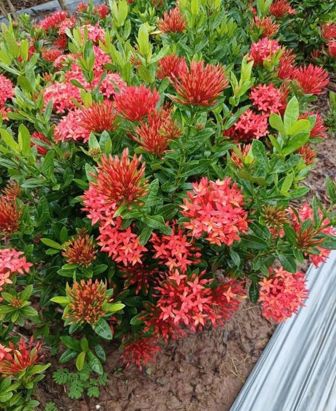Dwarf Ixora Live Plant Red Flowering Ixora Tree Tropical Flowering Shrubs Flame of the Woods Plant 1-2 Ft Tall 3 Gal Pot, No Ship CA - Image 3