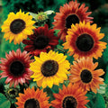 Park Seed Grow Your Own Vibrant Annual and Perennial Wildflower Garden Seeds Mixture, Easy to Grow Varieties for Pollinators and Spring Gardens - Large Colored Sunflower Mix, 5 lbs by ParkSeed