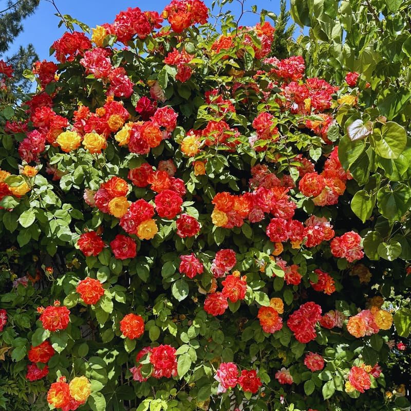 Orange Yellow Live Rose Plant, Ornamental Rose Plant, 5-7 Inch Tall - Image 2
