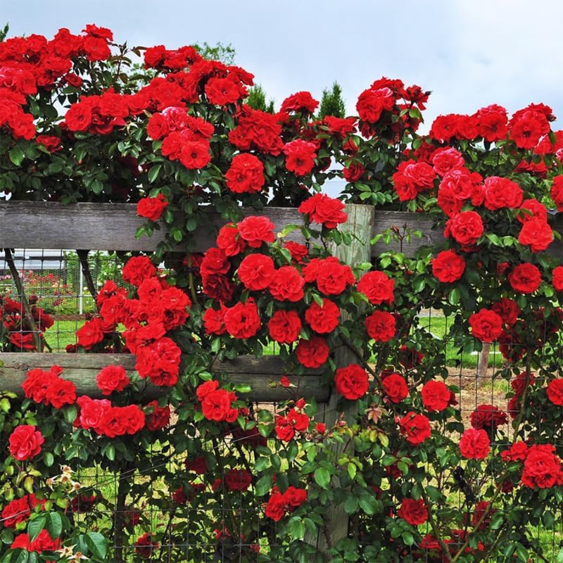 Don Juan Red Rose Bush Plant, Climbing Rose Plant, 5-7 Inch Tall by PlantsSeedsBulbs