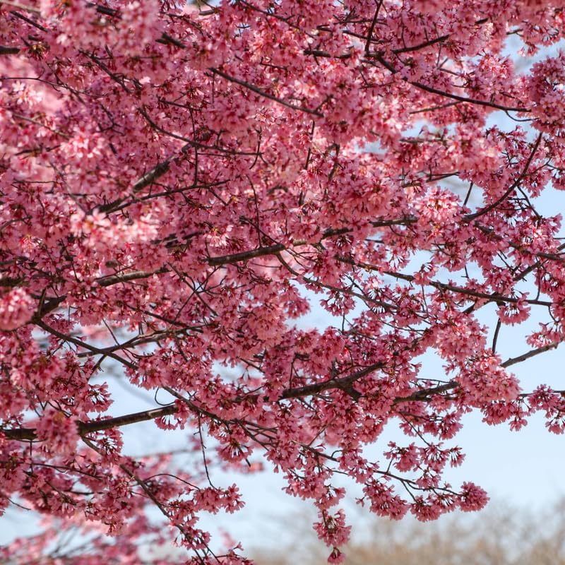 Pink Cherry Blossom Tree Live Plant, Landscape Bloom Tree, 8-12 Inch Tall - Image 2