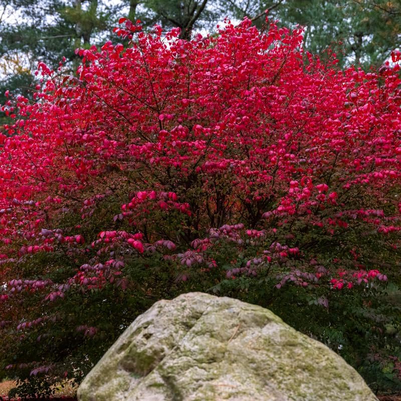 5 Dwarf Red Burning Bushes Live Plants, Hardy Shrub, 4-6 Inch Tall - Image 7