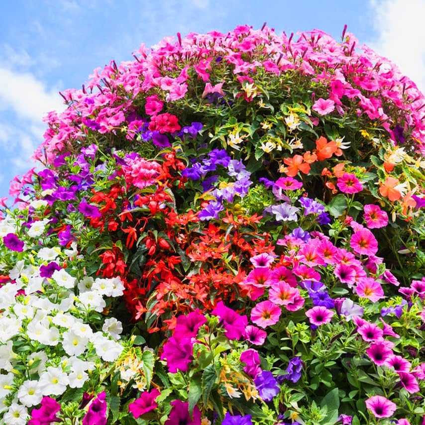5000+pcs Wildflower Chrysanthemum Seeds for Planting, Perennial Wildflower Hummingbirds Vine Flower Seeds Plants, Non-GMO Heirloom Blooms Open Pollinated Flowers Plants for Home Garden Outdoors - Image 4